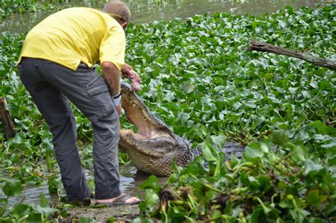 THE SPARKS: Kliebert's Alligator Farm