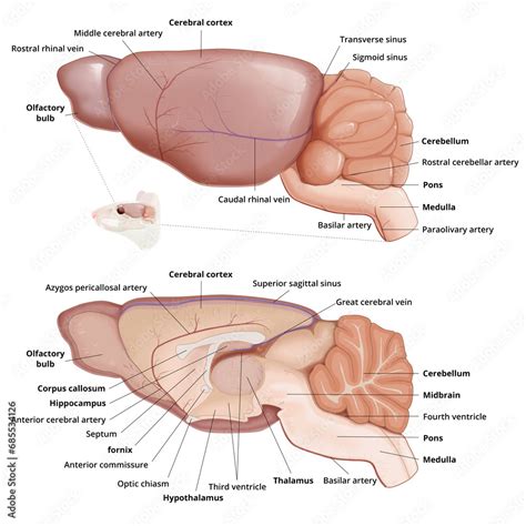 Mouse brain anatomy diagram with annotation. Lateral view and sagittal ...