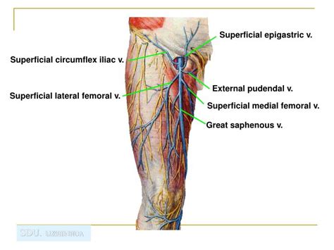 PPT - Regional anatomy of the lower limb PowerPoint Presentation - ID:899343