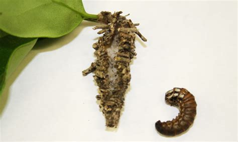 Bagworm Larvae