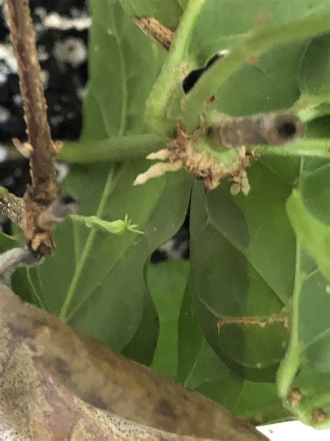 My jasmine cuttings are making buds, What Now? is it rooting? : botany