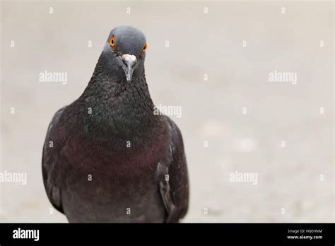 Isolated pigeons hi-res stock photography and images - Alamy