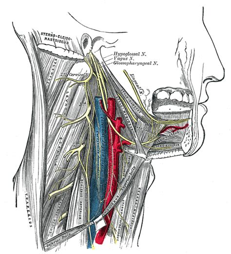 Cervical nerves - wikidoc