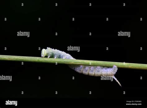 Moth larvae live on wild plants in North China Stock Photo - Alamy