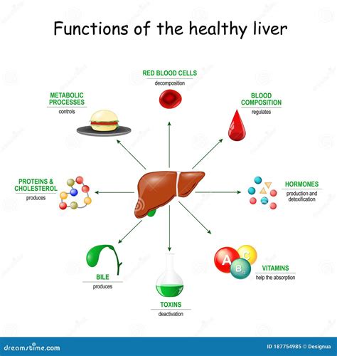 Liver Functions Cartoon Vector | CartoonDealer.com #61319483