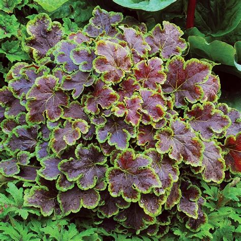 Buy coral bells × Heucherella 'Solar Eclipse'