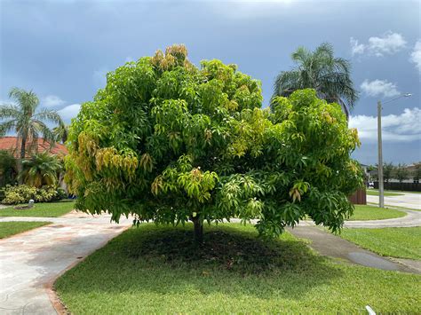 Explore Our Carrie Mango Fruit Tree | Eureka Farms