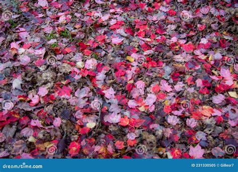 Fall Colors on the Ground in the Canadian Forest Stock Image - Image of environment, fall: 231330505