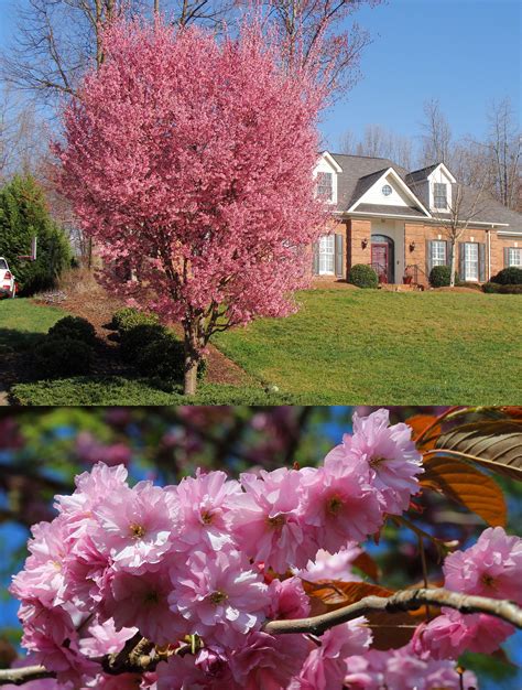 The Kwanzan Cherry Tree is a delight to see every spring when it explodes all over with double ...