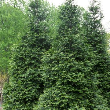 Buy Affordable Golden Globe Arborvitae evergreens - Arbor Day Foundation