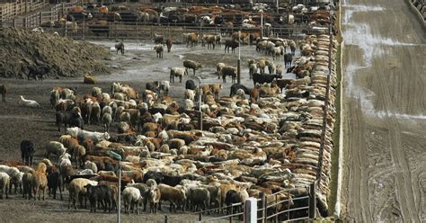 Harris Ranch sells its cattle operation to Central Valley Meat - Los Angeles Times