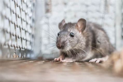 Danger of Trapping Rats On Your Own | TrustTerminix