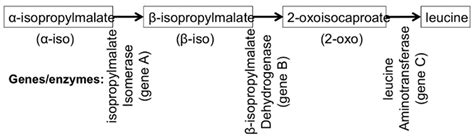 Solved Below is leucine biosynthesis pathway: (Shown | Chegg.com