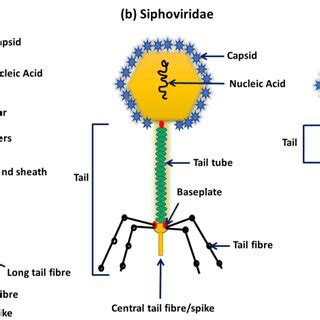 Tail fibres/spikes to the particular receptors for the bacterial cells ...