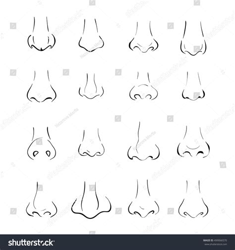 Nose Shapes And Names