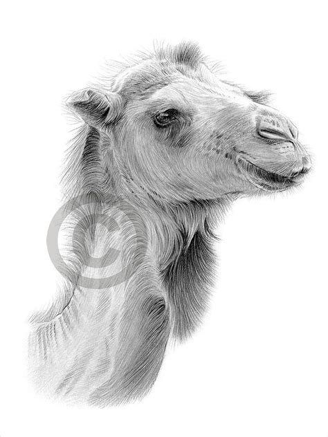 Digital Download Pencil Drawing of a Camel Artwork by UK - Etsy