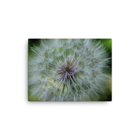 Goats Beard Seed Head 1 Canvas