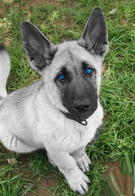 German Shepherd Puppies With Blue Eyes For Sale | PETSIDI