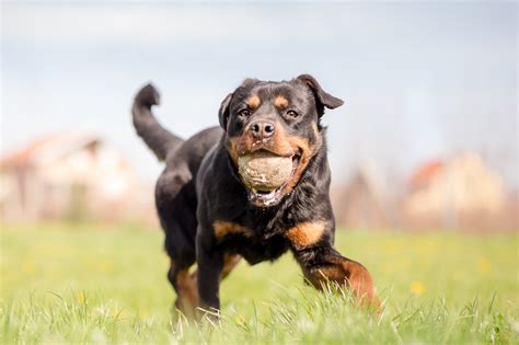 Rottweiler Training | Michael's Pack | Dog Training NJ