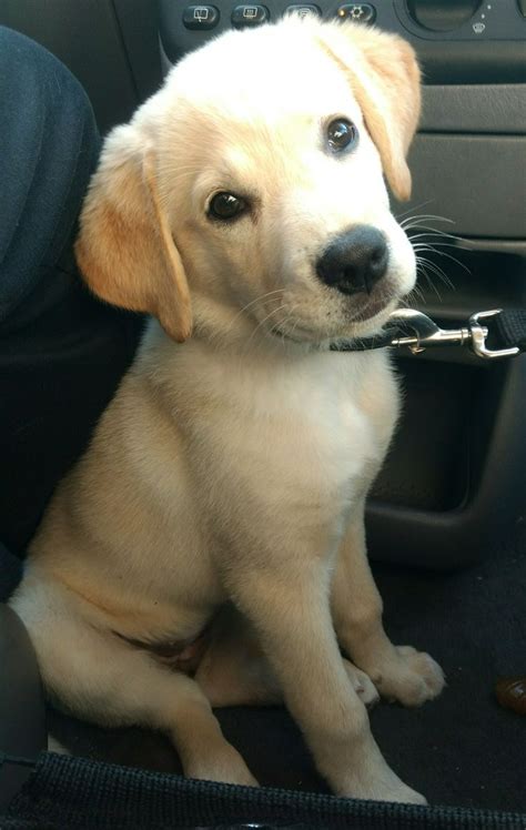 Labrador Golden Retriever Puppy | Retriever puppy, Golden retriever puppy, Labrador