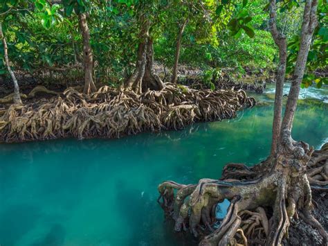 MADAGASCAR: Planting mangroves to improve fishermen's activity | Afrik 21