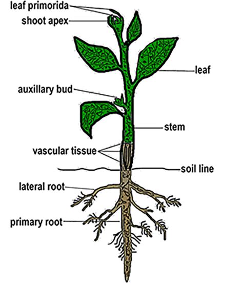 Vascular Plants