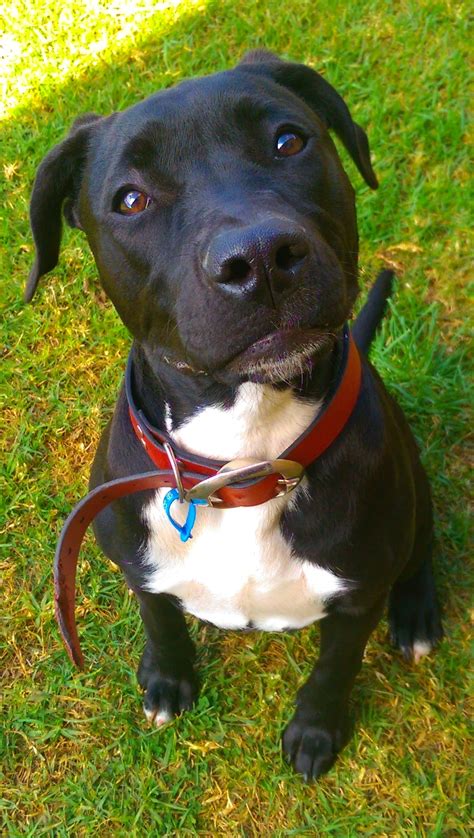 Zailey - Large Female Staffordshire Bull Terrier Mix Dog in NSW - PetRescue