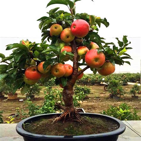 Dwarf Fruit Trees For Sale In Georgia | Fruit Trees