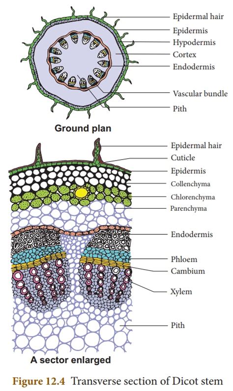 Internal structure of dicot stem - Online Biology Notes