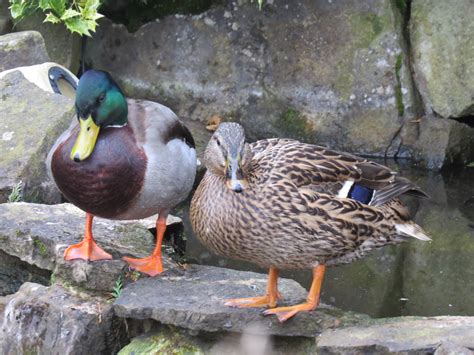 Mallard Ducks - Male & Female | The Mallard (pron.: /ˈmælɑrd… | Flickr