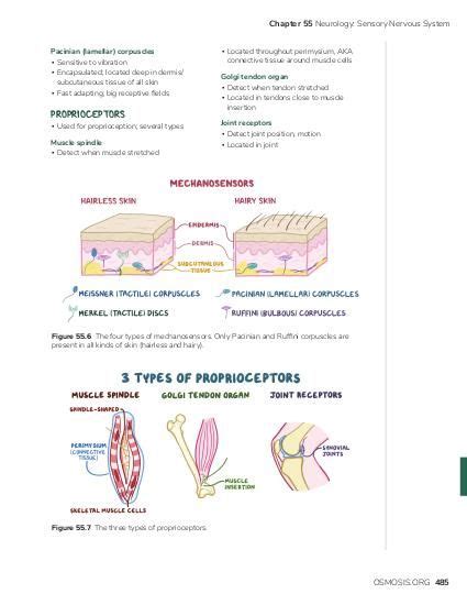 A Sensory Receptor Is Best Described as a N - Aurora-has-Palmer