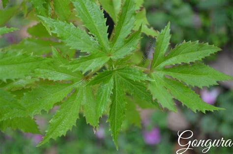 10 Top Health Benefits, Nutrition & Uses Of Gongura | Pulicha Keerai ...