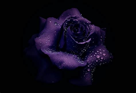 Dew Drops on Purple Rose Fondo de pantalla HD | Fondo de Escritorio ...