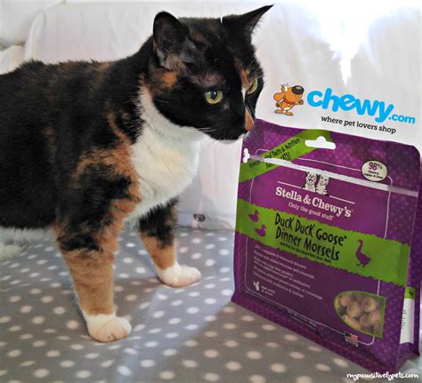 Chewy Cat Food Subscription - Anna Blog