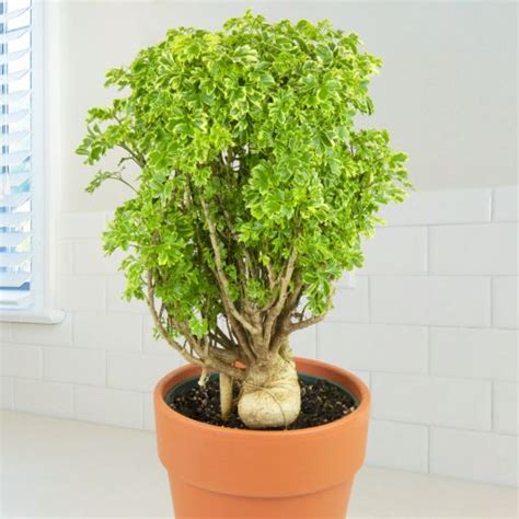 Variegated Ming Aralia (Polyscias fruticosa variegata)