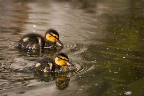 swimming little ducks | A picture from two little ducks, I'v… | Flickr