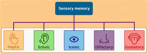 Sensory Memory In Psychology: Definition & Examples