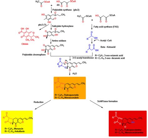 Hypothetical pathway of Monascus pigment and citrinin biosynthesis. The... | Download Scientific ...