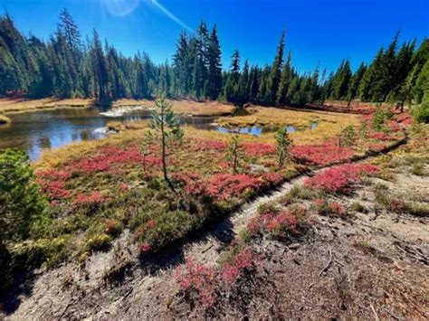 10 Best Hikes and Trails in Diamond Peak Wilderness | AllTrails