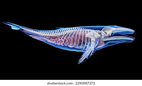 3d Rendered Illustration Humpback Whale Anatomy Stock Illustration ...