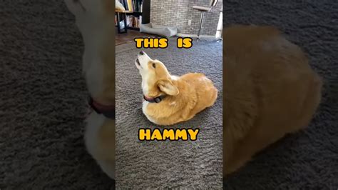 This Is Hammy🐶 #shorts #shortsfeed #memes #meme #viral #viralshorts #dogshorts #hammy #the #dog ...