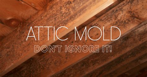 Do you have mold in your attic?