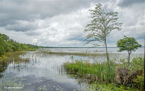 Lake Waccamaw and the Green Swamp — Lynne Buchanan Photography