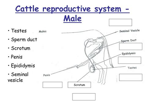 Ppt Male Reproductive Anatomy Of Cattle Powerpoint Presentation Id ...