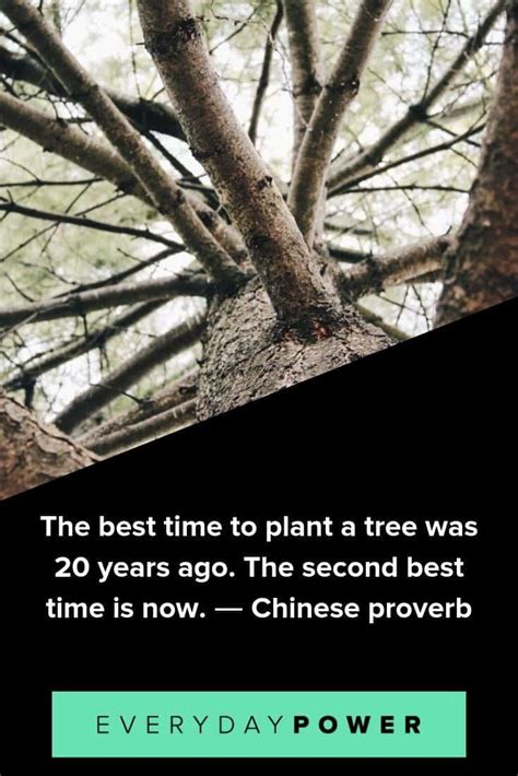 100 Tree Quotes To Make You Want To Plant Roots