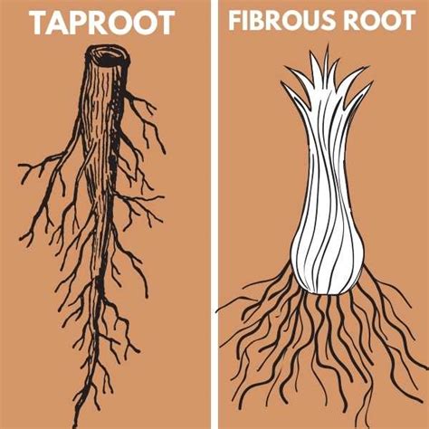 The Root System of a Tomato Plant - Everything You Need to Know!