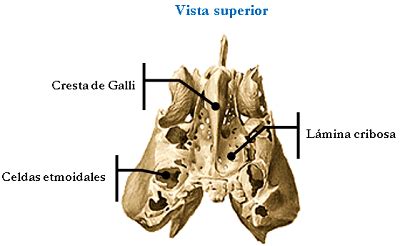 MediEstudy: Bone ethmoid