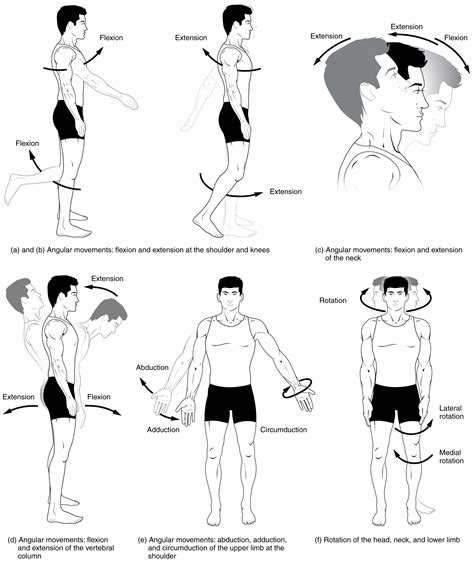 Types of Body Movements · Anatomy and Physiology