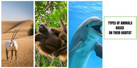 Types of animals based on habitat - Remember Animals