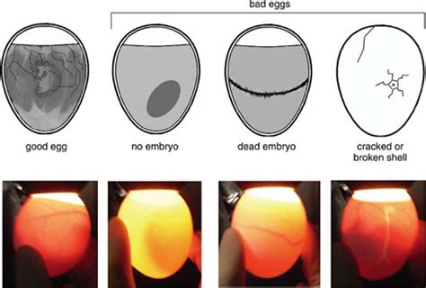 Hatching and Raising Chickens: Candling Our Eggs